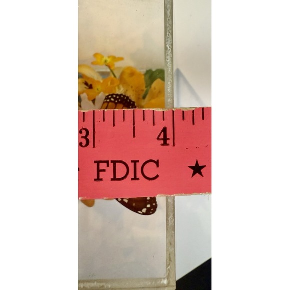 Vintage 1970s Real Monarch Butterfly Display Taxidermy Acrylic Case Decor - Picture 13 of 13